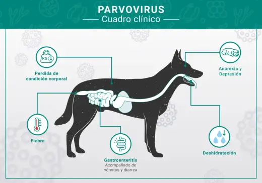 Parvovirosis canina - síntomas, tratamiento y prevención