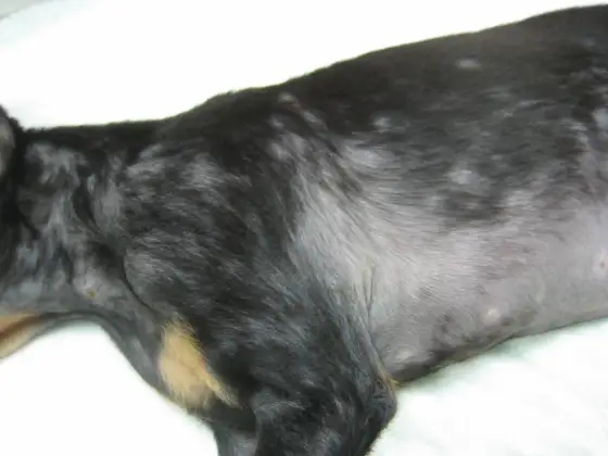 ¿Por qué mi perro tiene calvas y pierde pelo?