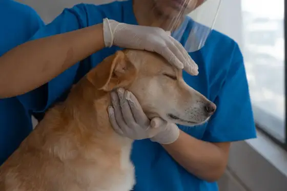 Veterinario homeópata para perros - qué debes saber