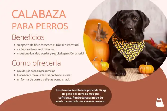 ¿Calabaza cruda para perros? Lo que debes saber para evitar riesgos