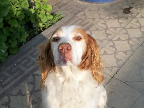 Un adorable breton perro, con pelaje blanco y marrón, mira atentamente a la cámara.