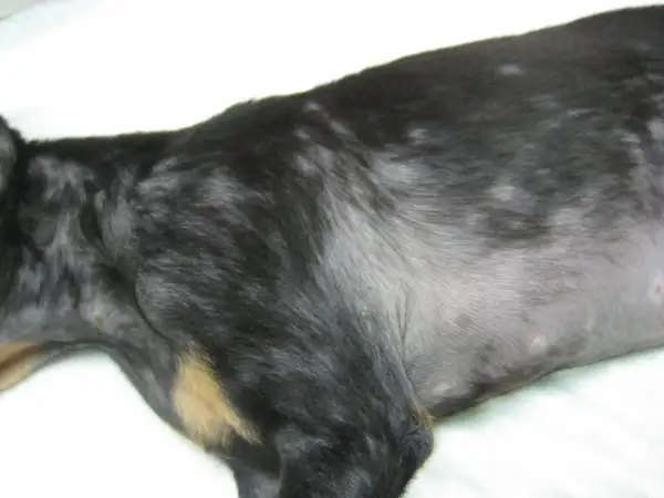 El pelaje de mi perro muestra zonas sin pelo, como si se le cayera el pelo y tuviera calvas.
