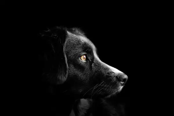 Ojo de perro con mirada intensa, alerta ante el glaucoma en perros.