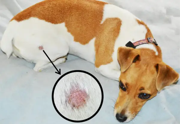 Perro con lesión cutánea en la zona de la cola, posible síntoma del síndrome de la cola fría.