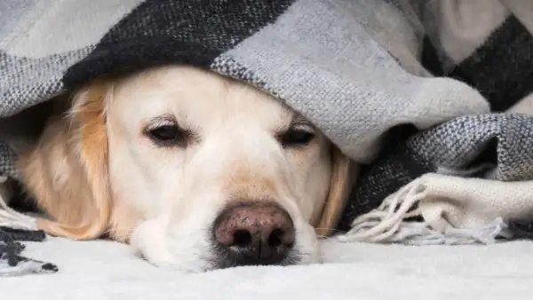 Un perro constipado, cubierto con una manta a cuadros, parece triste y cansado.