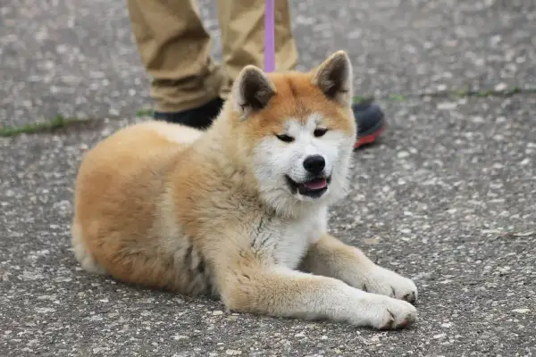 Un perro parecido al husky, con pelaje dorado y blanco, descansa en el asfalto.