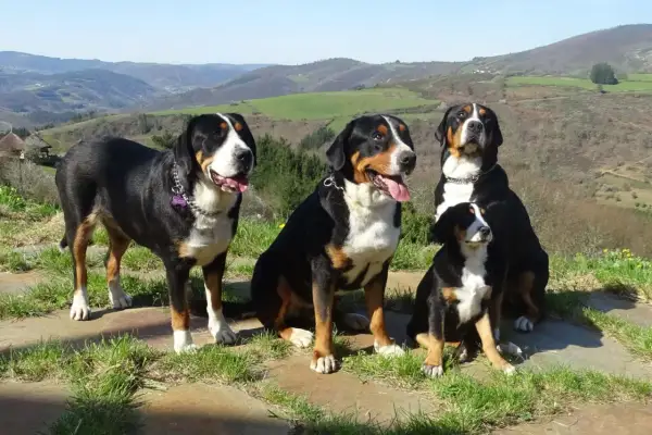 Cuatro boyeros suizos, un gran boyero suizo vs boyero de Berna, posan en un paisaje montañoso.