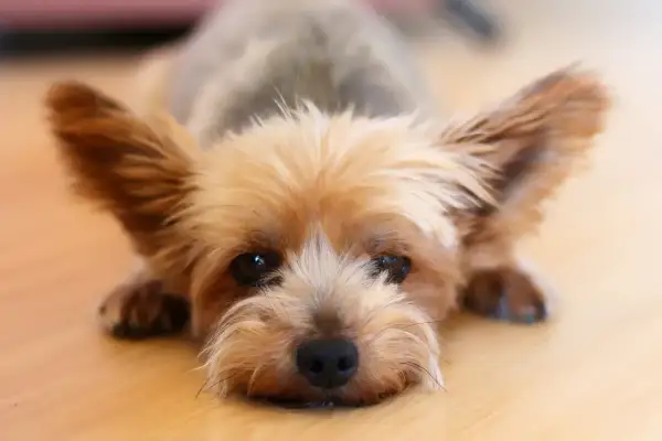 Yorkshire terrier con orejas grandes y pelaje dorado, tumbado en el suelo. A pesar de su tamaño, los yorkshire suelen morir por problemas cardíacos o renales.