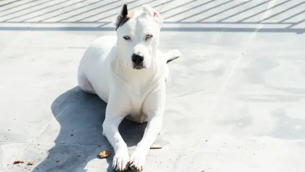 Dogo argentino con ojos azules intensos, raza que algunos consideran peligrosa, descansa sobre baldosas grises bajo la sombra de una valla.