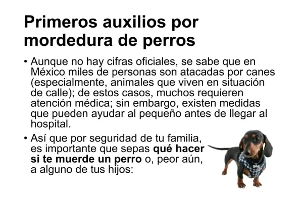 Un perro salchicha con un chaleco a cuadros mira fijamente. El texto advierte sobre qué hacer si te muerde un perro.