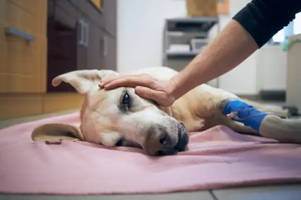 Un perro recibe una caricia en la cabeza, con una vía intravenosa en su pata. Un momento de ternura y despedida, quizás el último adiós antes de la eutanasia del perro.