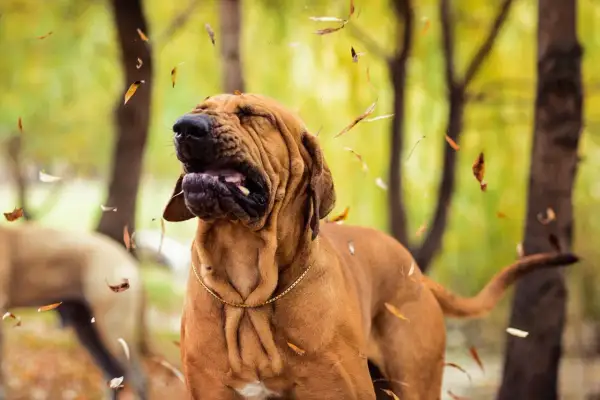 Perro con cara de sorpresa y hojas cayendo, parece que está experimentando un estornudo inverso.