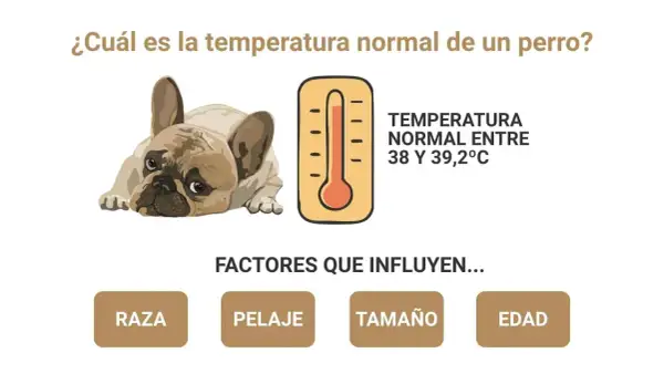 Un bulldog francés con aspecto cansado. Un termómetro indica que la temperatura normal de un perro es entre 38 y 39,2°C. Mi perro tiene 37 de temperatura.