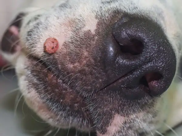 Primer plano del hocico de un perro, mostrando una verruga en la piel.