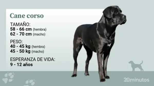 Un imponente cane corso adulto, negro y musculoso, posa con elegancia. La imagen detalla su tamaño, peso y esperanza de vida.
