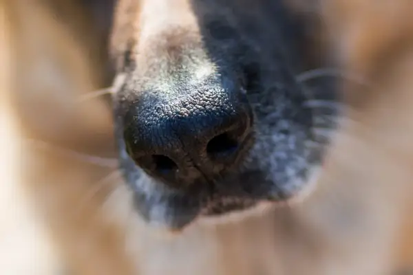 Primer plano de la nariz de un perro, con su pelaje gris y marrón. Parece que mi perro estornuda mucho, quizás por el polen.
