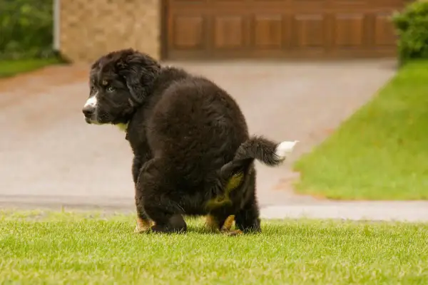 Un cachorro peludo hace caca amarilla en el césped.