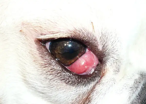 Ojo de cereza perro. Una protuberancia rosada y carnosa sobresale del ojo de un perro blanco, cubriendo parte de la pupila.