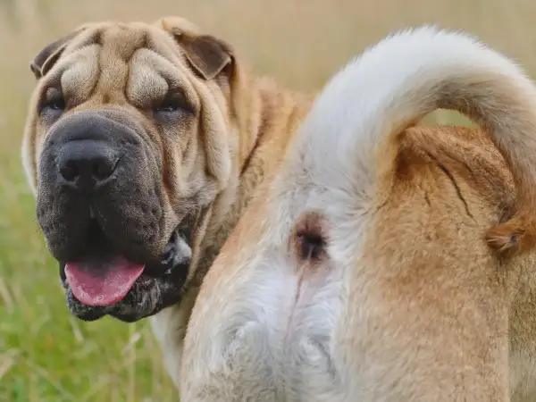 Perro Shar Pei con posible irritación anal, similar a hemorroides en perros. Su cara arrugada y lengua afuera muestran su estado.