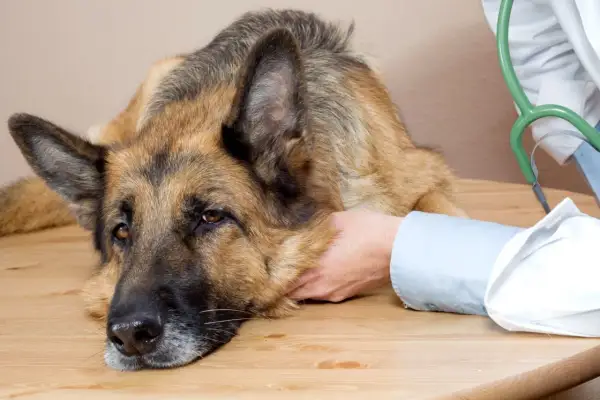 Un pastor alemán con síntomas de síndrome vestibular en perros, apoyado en una mesa, recibe consuelo de un veterinario.