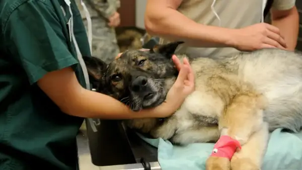 Veterinarios atienden a un perro con un ataque epiléptico. El canino yace en una camilla, con una pata vendada de rosa.