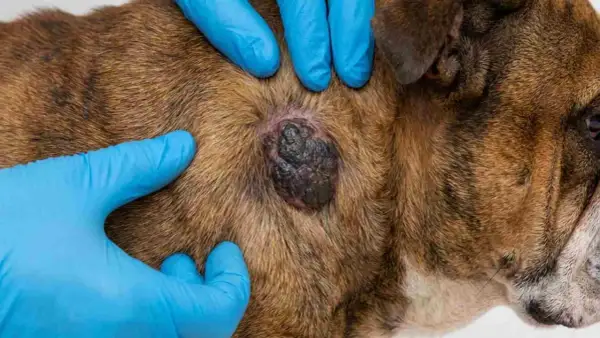 Manos enguantadas examinan un bulto oscuro en el pelaje de un perro, posible indicio de cáncer de piel en perros.