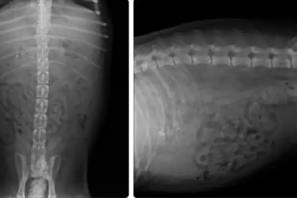 Radiografías de abdomen de perro mostrando signos de peritonitis, con líquido libre y posible inflamación intestinal.