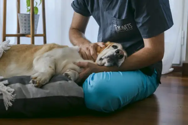 Veterinario acaricia a un perro en su cama. La pregunta sobre cuanto cuesta la eutanasia de un perro es difícil de responder sin más detalles.