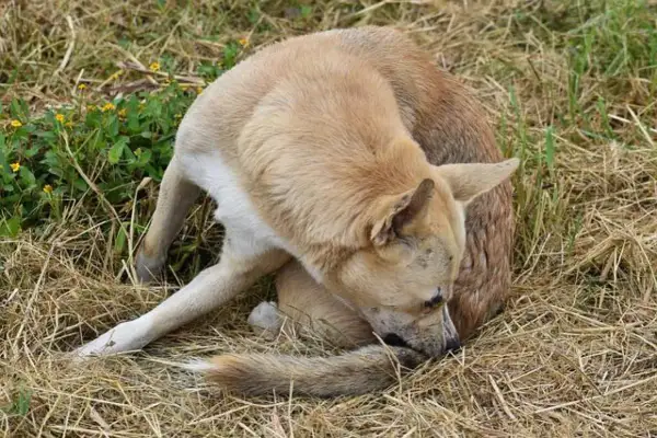 Perro se rasca la cola, quizás por cómo son las pulgas. Está en un campo seco con hierba y algunas flores amarillas.