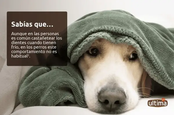 Un perro cubierto con una manta verde, con un texto que explica por qué tiemblan los perros y que no es habitual que castañeteen los dientes.