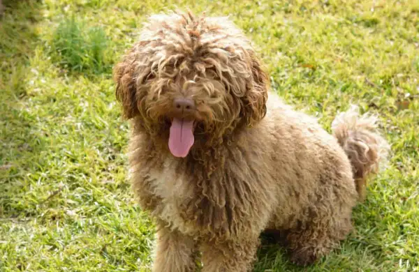 Un perro de agua español con pelaje rizado y marrón, con la lengua fuera, descansa sobre hierba verde.