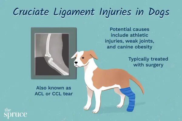 Ilustración de un perro con una pierna vendada, junto a una radiografía de rodilla. Se informa sobre el ligamento cruzado perro y su tratamiento.