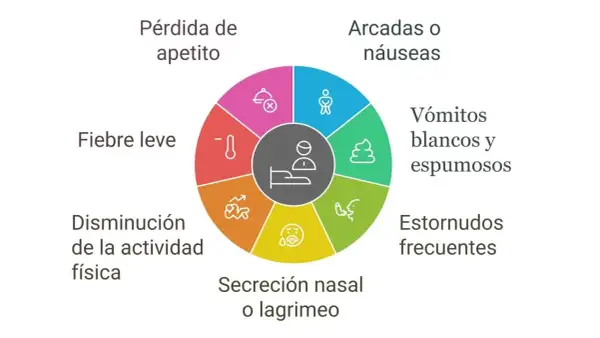 Síntomas de tos de las perreras: pérdida de apetito, fiebre leve, disminución de actividad, secreción nasal, estornudos, vómitos y arcadas.