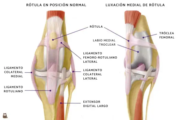 Anatomía comparada de la rodilla de un perro: rótula en posición normal vs. luxación medial de rótula, mostrando ligamentos y estructuras óseas.