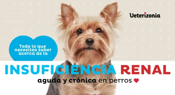 Yorkshire terrier con texto sobre insuficiencia renal en perros.