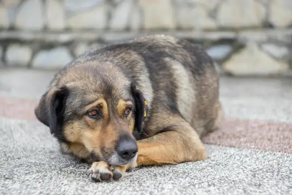 Perro con mirada triste, quizás pensando en cuando sacrificar a un perro con artrosis.