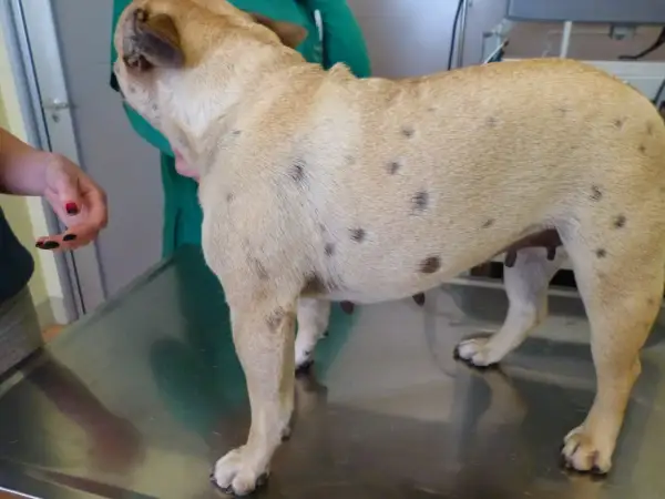 Perro con manchas oscuras en la piel, indicativo de foliculitis. Un veterinario examina al can.