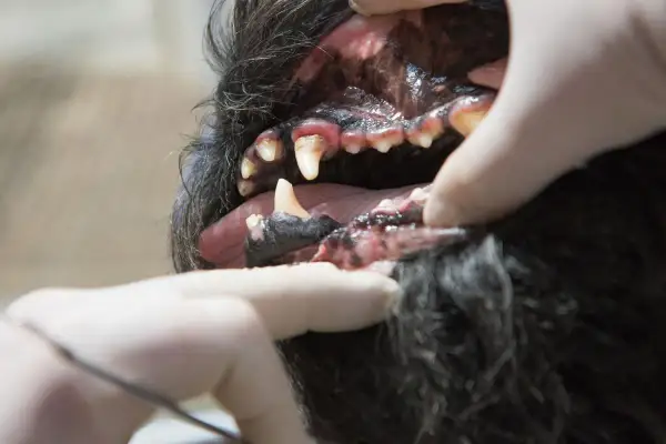 Gingivitis en perros: encías inflamadas y dientes con sarro. Un veterinario examina la boca de un canino.