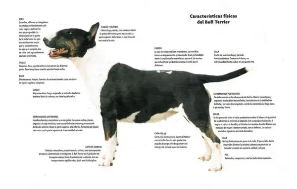 Un bull terrier blanco y negro, con su característica cabeza de huevo, posa con atención.