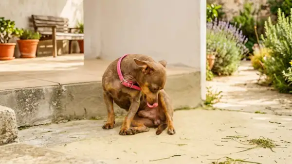 Perro pequeño con collar rosa se lame la pata, parece que el perro no puede orinar.
