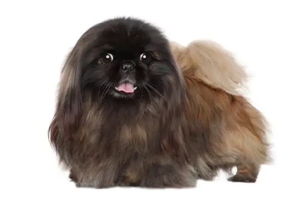 Un adorable perro pekinés con pelaje largo y oscuro, con la lengua fuera y ojos curiosos, posa sobre un fondo blanco.