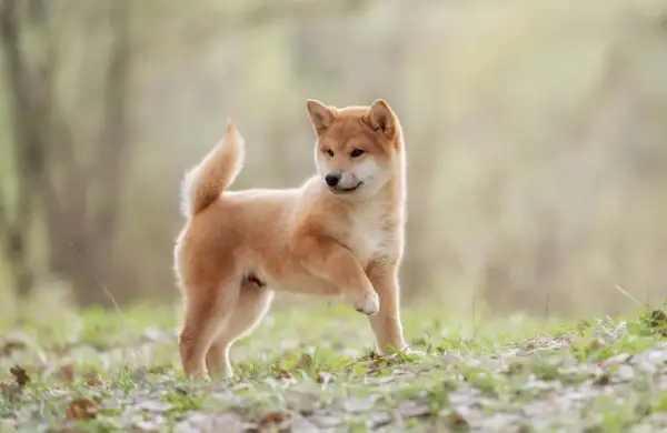 Un juguetón cachorro shiba inu, con su cola enroscada, explora la hierba y las hojas caídas en un día soleado.