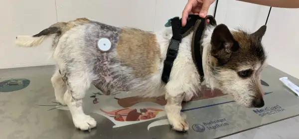 Perro con parche en el lomo para monitorear la diabetes. Tiene un arnés y su pelaje muestra zonas de pérdida y cambios de color.