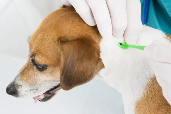 Veterinario retira garrapata de un perro, previniendo anaplasma.