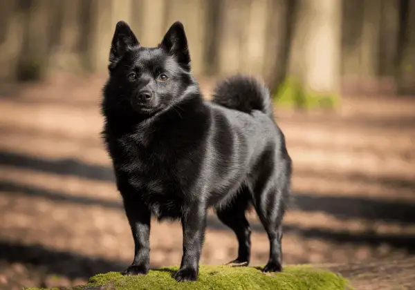 Un perro negro, con pelaje brillante y cola enroscada, posa en un tronco cubierto de musgo en un bosque.