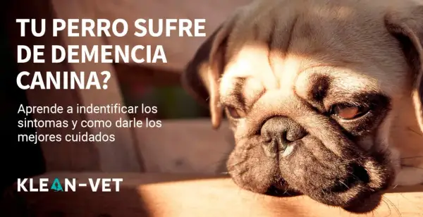 Primer plano de un pug con texto que pregunta si tu perro sufre de demencia canina. Aprende a identificar síntomas y cuidados.