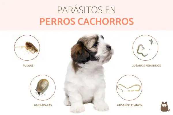 Cachorro adorable rodeado de imágenes de parásitos comunes en perros: pulgas, garrapatas, gusanos redondos y planos.