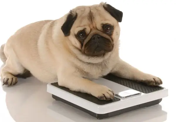 Un perro con sobrepeso, un pug, se acuesta sobre una báscula, con la pata delantera sobre el botón.