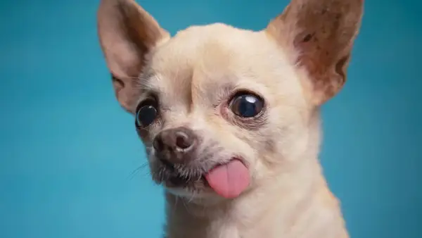 Un chihuahua con orejas puntiagudas y ojos grandes saca la lengua, luciendo como una pequeña chihuahua cabeza de venado.
