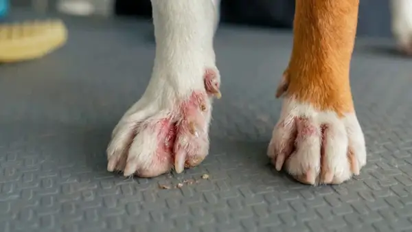 Patas de perro con pododermatitis, mostrando inflamación y enrojecimiento. La pata izquierda está más afectada, con heridas y costras.